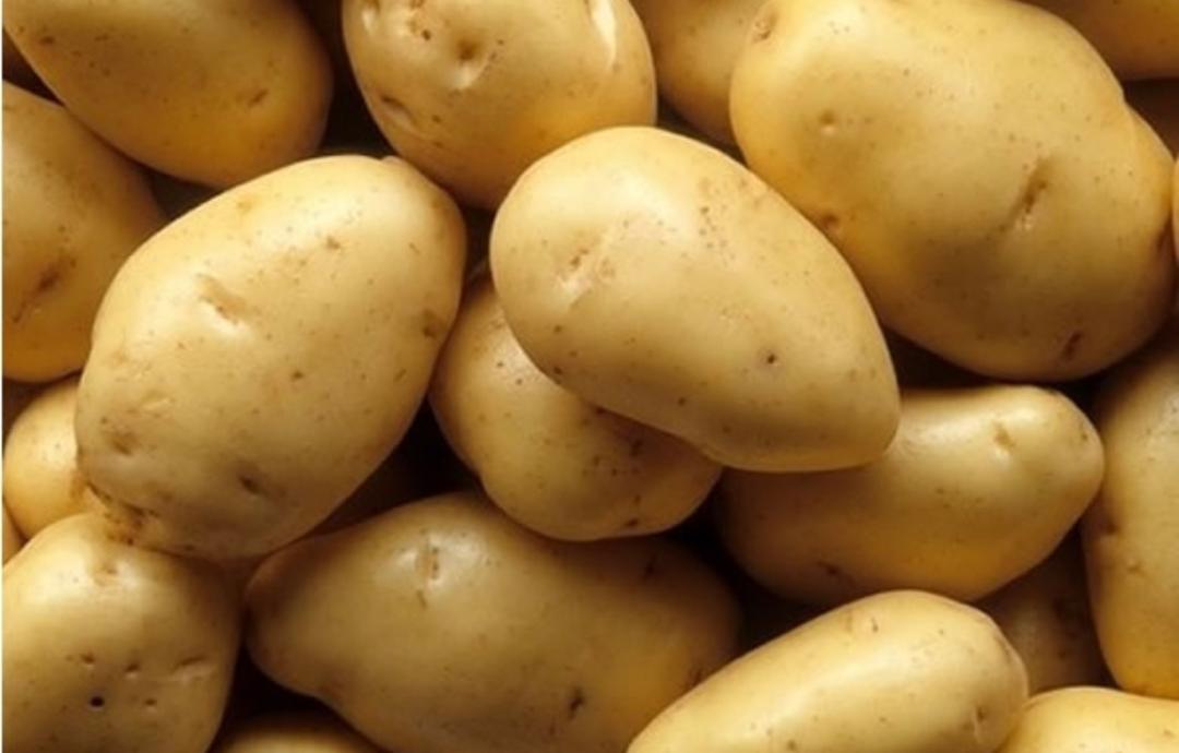 Freshly harvested potatoes on a Zimbabwean farm
