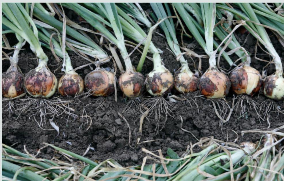 Freshly harvested onions pulled from the soil on a Zimbabwean farm